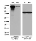 NEFM Antibody