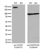 NEFM Antibody in Western Blot (WB)