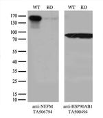 NEFM Antibody in Western Blot (WB)