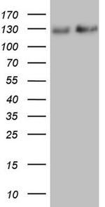 NEFM Antibody in Western Blot (WB)