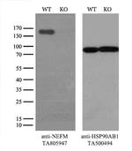 NEFM Antibody in Western Blot (WB)