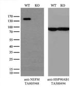 NEFM Antibody in Western Blot (WB)