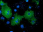 NEK11 Antibody in Immunocytochemistry (ICC/IF)