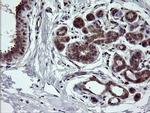 NEK11 Antibody in Immunohistochemistry (Paraffin) (IHC (P))