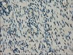 NEK6 Antibody in Immunohistochemistry (Paraffin) (IHC (P))