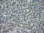 NEK6 Antibody in Immunohistochemistry (Paraffin) (IHC (P))