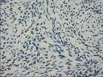 NEK6 Antibody in Immunohistochemistry (Paraffin) (IHC (P))