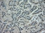 NEK6 Antibody in Immunohistochemistry (Paraffin) (IHC (P))