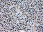 NEK6 Antibody in Immunohistochemistry (Paraffin) (IHC (P))