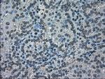 NEK6 Antibody in Immunohistochemistry (Paraffin) (IHC (P))