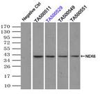 NEK6 Antibody in Immunoprecipitation (IP)