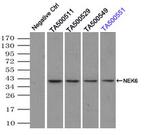 NEK6 Antibody in Immunoprecipitation (IP)