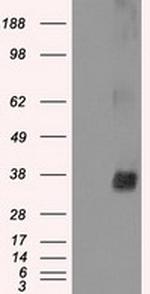 NEK6 Antibody in Western Blot (WB)