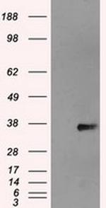 NEK6 Antibody in Western Blot (WB)