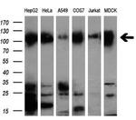 NEK9 Antibody in Western Blot (WB)