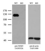 NEK9 Antibody in Western Blot (WB)