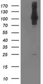 NEK9 Antibody in Western Blot (WB)