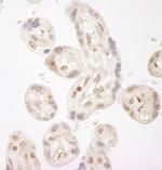 NELFA Antibody in Immunohistochemistry (IHC)