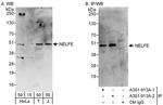 NELFE Antibody in Western Blot (WB)