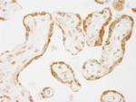 NELFE Antibody in Immunohistochemistry (IHC)