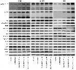 MDM2 Antibody in Western Blot (WB)