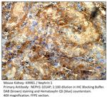 KIRREL Antibody in Immunohistochemistry (IHC)