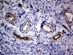 NES Antibody in Immunohistochemistry (Paraffin) (IHC (P))