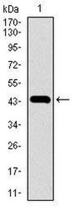 Nestin Antibody in Western Blot (WB)