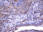 NEU1 Antibody in Immunohistochemistry (Paraffin) (IHC (P))