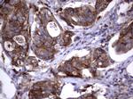 NEU1 Antibody in Immunohistochemistry (Paraffin) (IHC (P))