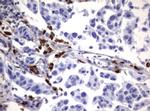 NEU1 Antibody in Immunohistochemistry (Paraffin) (IHC (P))