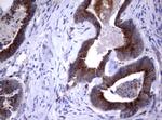 NEU1 Antibody in Immunohistochemistry (Paraffin) (IHC (P))