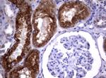 NEU1 Antibody in Immunohistochemistry (Paraffin) (IHC (P))