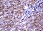 NEU1 Antibody in Immunohistochemistry (Paraffin) (IHC (P))