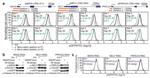 NEU1 Antibody in Western Blot (WB)