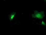 NEU2 Antibody in Immunocytochemistry (ICC/IF)