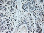 NEUROG1 Antibody in Immunohistochemistry (Paraffin) (IHC (P))