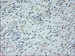 NEUROG1 Antibody in Immunohistochemistry (Paraffin) (IHC (P))