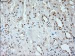 NEUROG1 Antibody in Immunohistochemistry (Paraffin) (IHC (P))