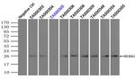 NEUROG1 Antibody in Immunoprecipitation (IP)