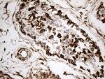 NF Antibody in Immunohistochemistry (Paraffin) (IHC (P))