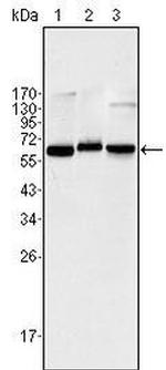 NFkB p65 Antibody in Western Blot (WB)