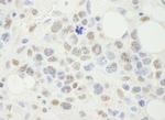 NF-YA Antibody in Immunohistochemistry (IHC)