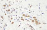 NF-YA Antibody in Immunohistochemistry (IHC)