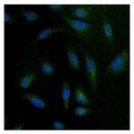 NFATC4 Antibody in Immunocytochemistry (ICC/IF)