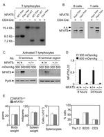 NFAT5 Antibody in Western Blot (WB)