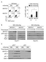 NFAT5 Antibody in Western Blot (WB)