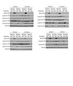 NFAT5 Antibody in Western Blot (WB)