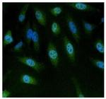 NFAT5 Antibody in Immunocytochemistry (ICC/IF)