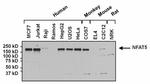 NFAT5 Antibody in Western Blot (WB)